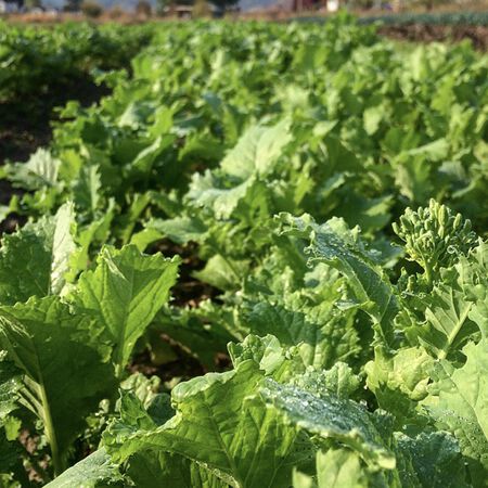 Spring Raab, Broccoli Seeds - Packet image number null